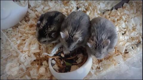 番鼠的爆料视频,幕后真相大曝光